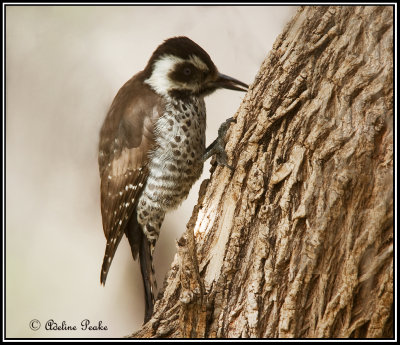 Arizona Woodpecker