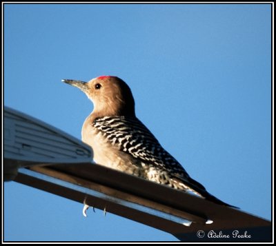 Gila Woodpecker