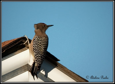 Gila Woodpecker