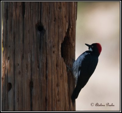 Acorn Woodpecker