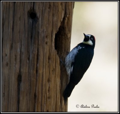 Acorn Woodpecker