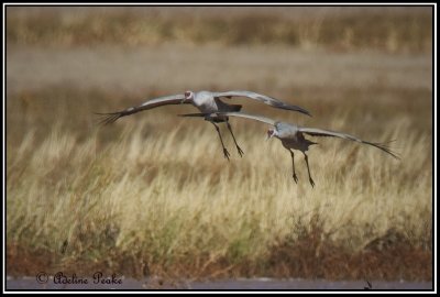 Cranes, White water Draw Wildlife Refuge