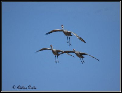 Cranes, White water Draw Wildlife Refuge