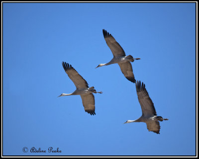 Cranes, White water Draw Wildlife Refuge