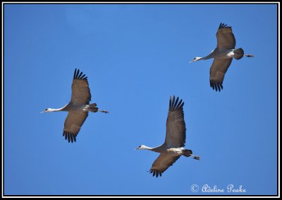 Cranes, White water Draw Wildlife Refuge