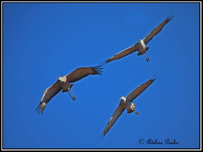 Cranes, White water Draw Wildlife Refuge