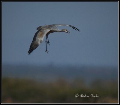 Crane, White water Draw Wildlife Refuge