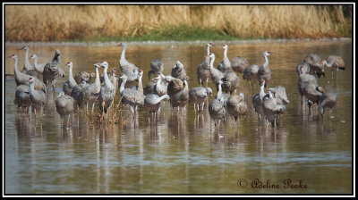 Sandhill Cranes, White water Draw Wildlife Refuge