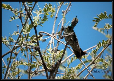  Magnificent Hummingbird