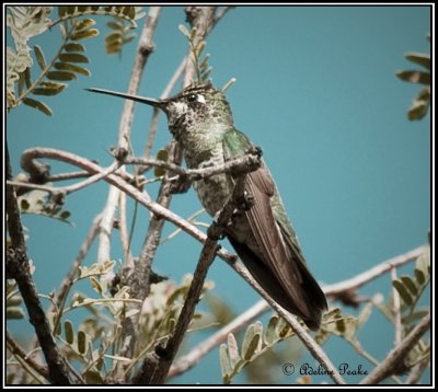 Juvenile Magnificent Hummingbird