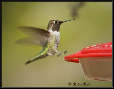 Anna's Hummingbird