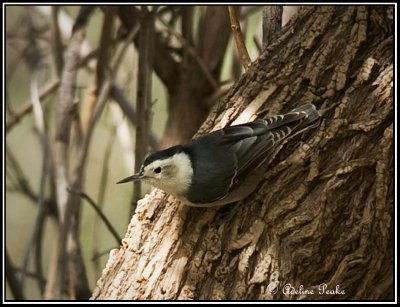 nuthatches