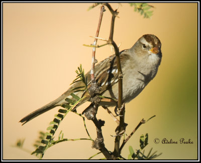 Juvenile White Crowned Sparrow