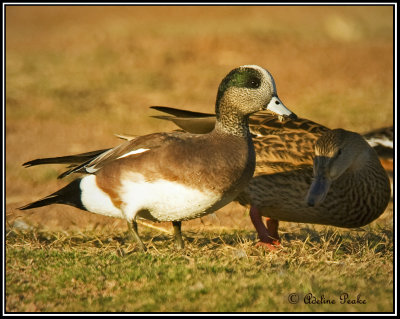 American Wigeon