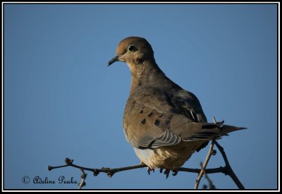 pigeons_doves