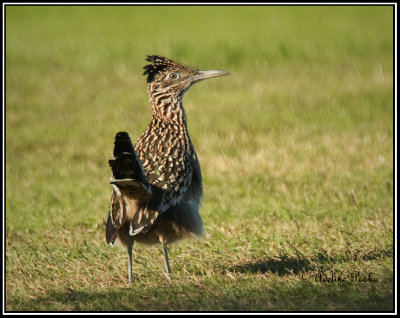 Greater Roadrunner