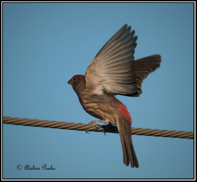 Purple Finch