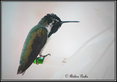 Costa Hummingbird