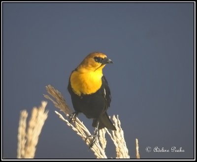 Yellowheaded Blackbird