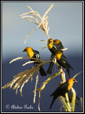 Yellowheaded Blackbirds