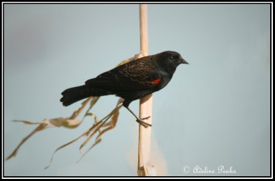 Red Winged Blackbird, Cibola