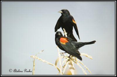 Red Winged Blackbirds, Cibola