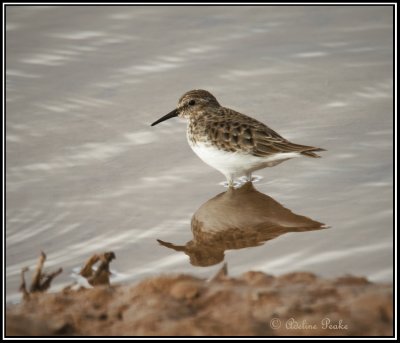 Semipalmated Sandpiper??