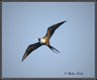 Female Magnificent Frigatebird