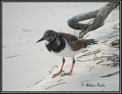 Ruddy Turnstones