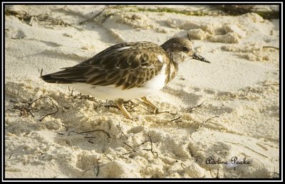 Ruddy Turnstone