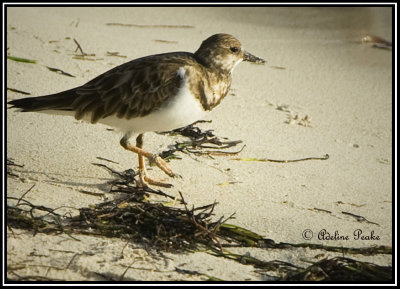 Ruddy Turnstone