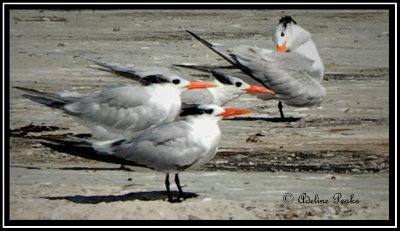 Royal Terns