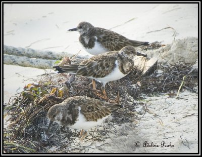 Ruddy Turnstones