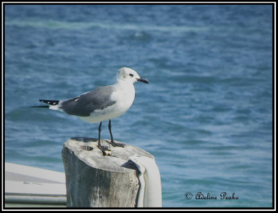 Black-legged Kittiwake