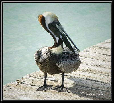 Brown Pelican