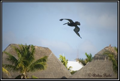 Brown Pelican