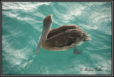 Brown Pelican