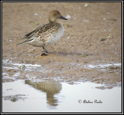 Female Northern Pintail