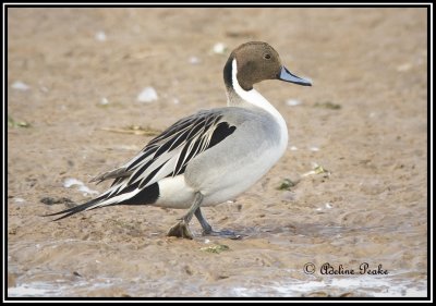 Male Northern Pintail