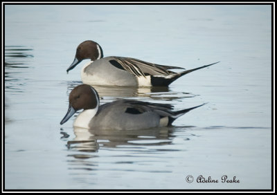 Male Northern Pintails