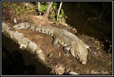 Cancun Mexico Alligator