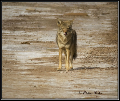 Cibola WLR, Coyote