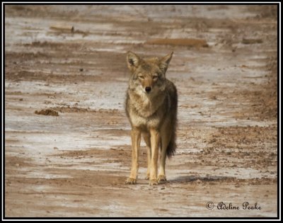 Cibola WLR, Coyote