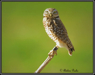 Burrowing Owl, Cibola