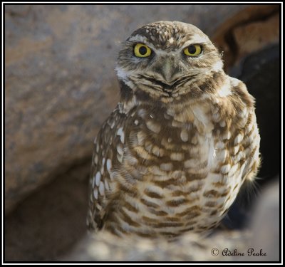 Burrowing Owl, Cibola