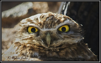 Burrowing Owl, Cibola