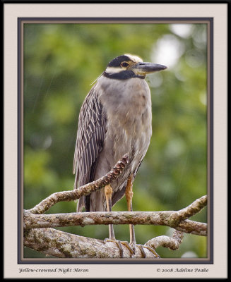 COSTA RICA 3 006 c.jpg