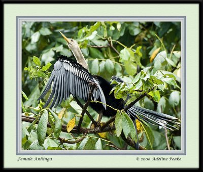 COSTA RICA 3 059 c.jpg