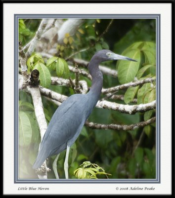 COSTA RICA 3 130 c.jpg