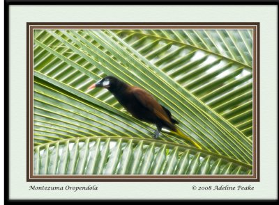 COSTA RICA 3 252 c.jpg
